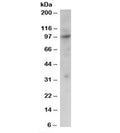 Western blot testing of Jurkat lysate with PRAM1 antibody at 2ug/ml. Predicted molecular weight: ~79kDa but routinely observed at 97kDa.