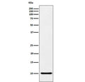 Western blot testing of human recombinant protein with RANTES antibody. Predicted molecular weight ~11 kDa.