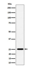 Western blot analysis of CFD expression in human THP-1 cell lysate using the CFD antibody. Predicted molecular weight ~27 kDa.