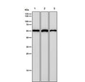 Western blot testing of human 1) HEK 293, 2) ThP-1 and 3) A673 cell lysate with NUP50 antibody. Expected molecular weight: 50-60 kDa.