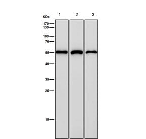 Western blot testing of human 1) HEK 293, 2) ThP-1 and 3) A673 cell lysate with NUP50 antibody. Expected molecular weight: 50-60 kDa.