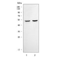 Western blot testing of 1) rat brain and 2) mouse brain tissue lysate with Serpin E3 antibody. Predicted molecular weight ~47 kDa.