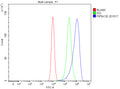 Flow Cytometry analysis of CACO-2 cells using anti-PIP5K1B antibody. Overlay histogram showing CACO-2 cells stained with (Blue line). To facilitate intracellular staining, cells were fixed with 4% paraformaldehyde and permeabilized with permeabilization buffer. The cells were blocked with 10% normal goat serum. And then incubated with rabbit anti-PIP5K1B antibody (1 ug/million cells) for 30 min at 20oC.