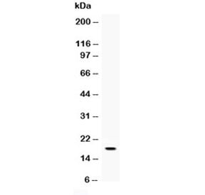 Western blot testing of recombinant mouse partial protein with Il-16 antibody at 0.5ug/ml.