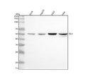 Western blot analysis of Islet 1/ISL1 using anti-ISL1 antibody. Lane 1: human SIHA whole cell lysates, Lane 2: human HepG2 whole cell lysates, Lane 3: human K562 whole cell lysates, Lane 4: human Hela whole cell lysates. After electrophoresis, proteins were transferred to a nitrocellulose membrane at 150 mA for 50-90 min. Blocked the membrane with 5% non-fat milk/TBS for 1.5 hour at RT.