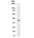 Western blot testing of mouse testis lysate with MEST antibody at 0.2ug/ml. Predicted molecular weight: ~38kDa.
