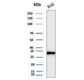 Western blot testing of human Raji cell lysate with CD20 antibody. Predicted molecular weight ~33 kDa.