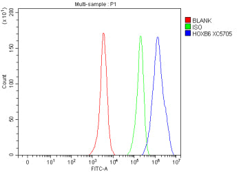 Flow Cytometry analysis of Hela cells using anti-HOXB6 antibody. Overlay histogram showing Hela cells stained with (Blue line). To facilitate intracellular staining, cells were fixed with 4% paraformaldehyde and permeabilized with permeabilization buffer. The cells were blocked with 10% normal goat serum. And then incubated with rabbit anti-HOXB6 antibody (1 ug/million cells) for 30 min at 20oC.