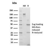 NSJ Antibodies