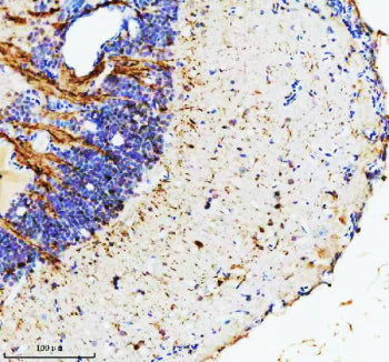 IHC staining of FFPE zebrafish brain tissue with Zebrafish Hypoxanthine phosphoribosyltransferase antibody. HIER: boil tissue sections in pH8 EDTA for 20 min and allow to cool before testing.