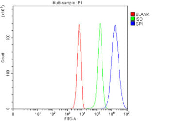 Flow cytometry testing of fixed and permeabilized human K562 cells with GPI antibody at 1ug/million cells (blocked with goat sera); Red=cells alone, Green=isotype control, Blue= GPI antibody.