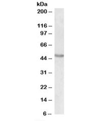 Western blot testing of mouse brain lysate with POU3F2 antibody at 0.1ug/ml. Predicted molecular weight: ~47kDa.