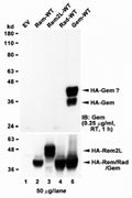 Western blot of HEK293 lysate overexpressing full-length human GEM (HA tagged), mock-transfected HEK293 (EV) and HEK293 transiently expressing the GEM-related genes Rem, Rem2L and Rad. Lysates were tested with GEM antibody at 1ug/ml (top) and HA tag Ab (bottom).
