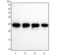 Western blot testing of human 1) A549, 2) HeLa, 3) PC-3 and 4) U-2 OS cell lysate with Thymidylate kinase antibody. Predicted molecular weight ~24 kDa.