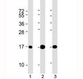 Western blot testing of 1) human brain, 2) mouse brain and 3) rat brain lysate with LC3 antibody at 1:2000. Predicted molecular weight ~14 kDa.