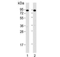 Western blot testing of zebrafish 1) muscle and 2) whole lysate with hsp90a.1 antibody. Predicted molecular weight ~83 kDa.