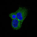Immunofluorescent staining of FFPE rat PC-12 cells with Tyrosine Hydroxylase antibody (green) and DAPI nuclear stain (blue). HIER: steam section in pH6 citrate buffer for 20 min.