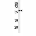 Cyclin B1 antibody western blot analysis in MDA-MB231 lysate. Predicted molecular weight: 48-60 kDa