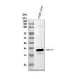 Western blot analysis of MIOX using anti-MIOX antibody. Lane 1: mouse kidney tissue lysates. After electrophoresis, proteins were transferred to a nitrocellulose membrane at 150 mA for 50-90 min. Blocked the membrane with 5% non-fat milk/TBS for 1.5 hour at RT. The membrane was incubated with rabbit anti-MIOX antibody at 0.5 ug/ml overnight at 4oC, then washed with TBS-0.1%Tween 3 times with 5 min each and probed with a goat anti-rabbit IgG-HRP secondary antibody at a dilution of 1:5000 for 1.5 hour at RT.