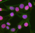 Immunofluorescent staining of RGL3 using anti-RGL3 antibody (red) and anti-Beta Tubulin antibody (green). RGL3 was detected in immunocytochemical section of human HeLa cells. Enzyme antigen retrieval was performed using IHC enzyme antigen retrieval reagent for 15 mins. The cells were blocked with 10% goat serum. And then incubated with 5 ug/ml rabbit anti-RGL3 antibody and mouse anti-Beta Tubulin antibody overnight at 4oC.