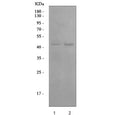 Western blot testing of human 1) HeLa and 2) A549 cell lysate with Angiopoietin-like 4 antibody. Predicted molecular weight: ~45 kDa and ~41 kDa, but may be observed at higher molecular weights due to glycosylation.