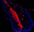 Immunofluorescent staining of FFPE zebrafish embryo tissue with Zebrafish Atp5mc antibody (red) and DAPI nuclear stain (blue). HIER: steam section in pH8 EDTA buffer for 20 min.