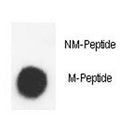 Dot blot analysis of phospho-Histone H3.3 antibody. 50ng of Methyl-peptide or Non Methyl-peptide per dot were spotted.