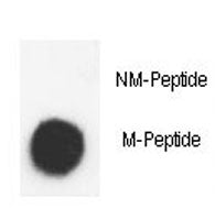 Dot blot analysis of phospho-Histone H3.3 antibody. 50ng of Methyl-peptide or Non Methyl-peptide per dot were spotted.