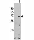 Western blot analysis of AMPK antibody and 293 cell lysate (2 ug/lane) either nontransfected (Lane 1) or transiently transfected with the PRKAA1 gene (2).