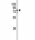 Western blot analysis of TNK1 antibody and T47D lysate.