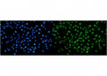 Immunofluorescent staining of FFPE human HeLa cells with NIRF antibody (green) and DAPI nuclear stain (blue). HIER: steam section in pH6 citrate buffer for 20 min.