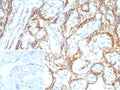 IHC staining of FFPE human placental tissue with Purified RET antibody (clone RET/8786). Inset: PBS used in place of primary Ab (secondary Ab negative control). HIER: boil tissue sections in pH 9 10mM Tris with 1mM EDTA for 20 min and allow to cool before testing.