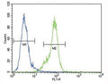 Dnmt1 antibody flow cytometric analysis of MDA-MB435 cells (right histogram) compared to a negative control (left histogram). FITC-conjugated goat-anti-rabbit secondary Ab was used for the analysis.