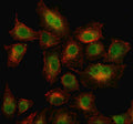 Immunofluorescent staining of WDR26 using anti-WDR26 antibody (green) and anti-Beta Tubulin antibody (red). WDR26 was detected in an immunocytochemical section of cells. Enzyme antigen retrieval was performed using IHC enzyme antigen retrieval reagent for 15 mins. The cells were blocked with 10% goat serum. And then incubated with 5 ug/ml rabbit anti-WDR26 antibody and mouse anti-Beta Tubulin antibody overnight at 4oC.