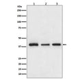Western blot testing of 1) human HepG2, 2) mouse NIH3T3 and 3) rat PC-12 cell lysate with Cathepsin L/V/K/H antibody.