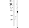 Western blot testing of human 1) A549 and 2) plasma lysate with Clusterin antibody.