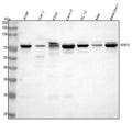 Western blot analysis of RPAP3 using anti-RPAP3 antibody. Lane 1: human whole cell lysates, Lane 2: human THP-1 whole cell lysates, Lane 3: human K562 whole cell lysates, Lane 4: human Caco-2 whole cell lysates, Lane 5: rat PC-12 whole cell lysates, Lane 6: rat NRK whole cell lysates, Lane 7: mouse RAW264.7 whole cell lysates. After electrophoresis, proteins were transferred to a nitrocellulose membrane at 150 mA for 50-90 min. Blocked the membrane with 5% non-fat milk/TBS for 1.5 hour at RT.
