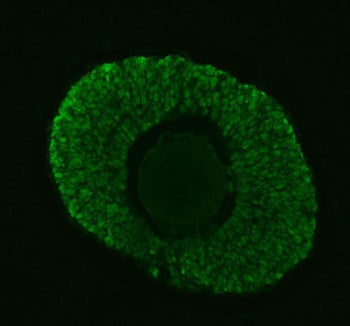 Immunofluorescent staining of Dgcr8 protein using Zebrafish Dgcr8 antibody (green) and zebrafish embryo tissue. HIER: steam section in pH8 EDTA buffer for 20 min.