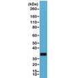 Western blot of human Raji cell lysate using recombinant CD20 antibody at 1:1000. Predicted molecular weight ~33 kDa.