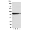 Western blot testing of BMPR1B antbody; Lane 1: Recombinant human protein 10ng; 2: 5ng; 3: 2.5ng; 4: 1.25ng