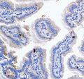 IHC staining of FFPE mouse colon tissue with Gip antibody. HIER: boil tissue sections in pH8 EDTA for 20 min and allow to cool before testing.