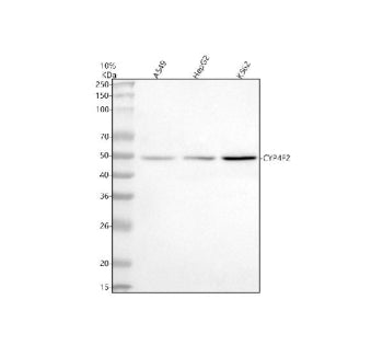 Western blot analysis of CYP4F2 using anti-CYP4F2 antibody. Lane 1: human whole cell lysates, Lane 2: human HepG2 whole cell lysates, Lane 3: human K562 whole cell lysates. After electrophoresis, proteins were transferred to a nitrocellulose membrane at 150 mA for 50-90 min. Blocked the membrane with 5% non-fat milk/TBS for 1.5 hour at RT.