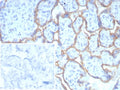 IHC staining of FFPE human placental tissue with PD-L1 antibody (clone PDL1/8408R). HIER: boil tissue sections in pH 9 10mM Tris with 1mM EDTA for 20 min and allow to cool before testing.