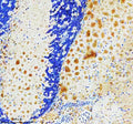 IHC staining of FFPE zebrafish brain tissue with Zebrafish Pgk1 antibody. HIER: boil tissue sections in pH8 EDTA for 20 min and allow to cool before testing.