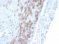 IHC staining of FFPE human placental tissue with INDOL1 antibody (clone IDO2/2639) at 2ug/ml in PBS for 30min RT. HIER: boil tissue sections in pH 9 10mM Tris with 1mM EDTA for 20 min and allow to cool before testing.