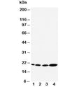 Western blot testing of Caveolin-2 antibody and Lane 1: rat heart; 2: rat lung; 3: HeLa; 4: A431 cell lysate. Predicted molecular weight ~18 kDa.