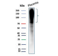 Western blot analysis of fibronectin in human placenta tissue lysate using Fibronectin antibody (clone 568). Proteins were resolved by SDS-PAGE and transferred to membrane prior to immunodetection. A strong signal is observed in the high molecular weight region, consistent with the predicted molecular weight of fibronectin and its known tendency to migrate as a broad, high-MW species due to extensive glycosylation and alternative splicing.