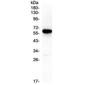 Western blot testing of human placenta lysate with CD138 antibody at 0.5ug/ml. Predicted molecular weight ~32 kDa but often observed higher due to glycosylation.