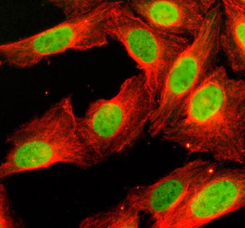 Immunofluorescent staining of Histone H4 using anti-Histone H4 antibody (green) and anti-Beta Tubulin antibody (red). Histone H4 was detected in an immunocytochemical section of U2OS cells. Enzyme antigen retrieval was performed using IHC enzyme antigen retrieval reagent for 15 mins. The cells were blocked with 10% goat serum. And then incubated with 5 ug/ml rabbit anti-Histone H4 antibody and mouse anti-Beta Tubulin antibody overnight at 4oC. DyLight 488 Conjugated Goat Anti-Rabbit IgG and Cy3 Conjugated G