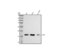 Western blot analysis of GYPB using anti-GYPB antibody. Electrophoresis was performed on a 12% SDS-PAGE gel at 80V (Stacking gel) / 120V (Resolving gel) for 2 hours. Lane 1: human HEL whole cell lysates, Lane 2: human K562 whole cell lysates, Lane 3: human SH-SY5Y whole cell lysates. After electrophoresis, proteins were transferred to a nitrocellulose membrane at 150 mA for 50-90 min. Blocked the membrane with 5% non-fat milk/TBS for 1.5 hour at RT.